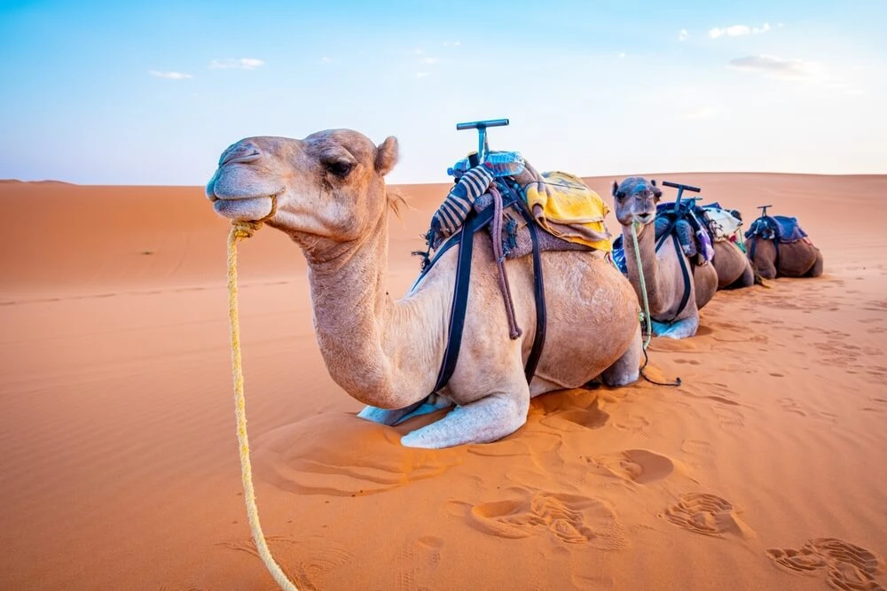 3 Days Tour From Marrakech to Fes